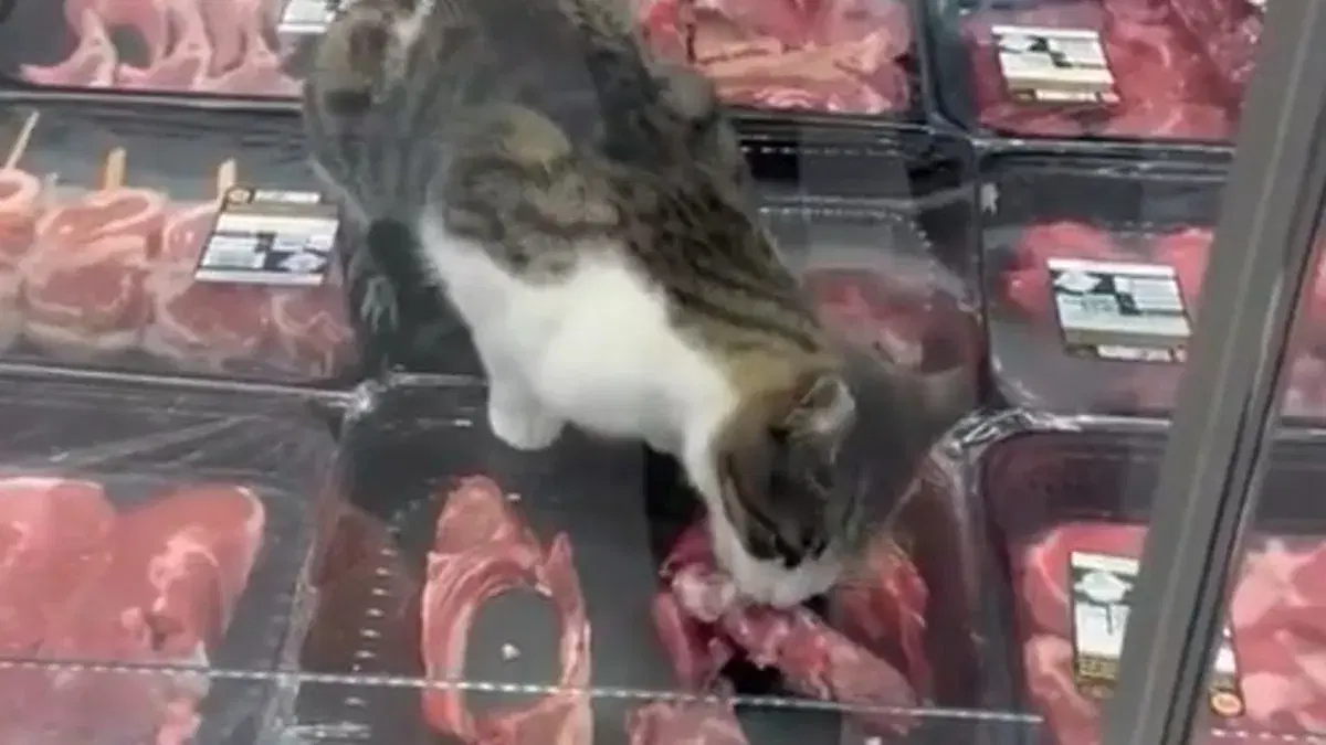 Markette reyondaki eti yiyen kedi 52 bin TL cezaya yol açtı