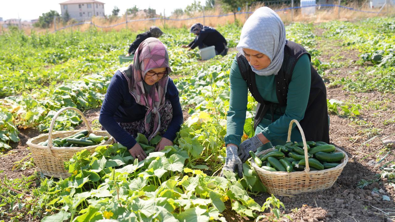 Çubuk turşusu 45 çeşidiyle 15 ülkeye ihraç ediliyor