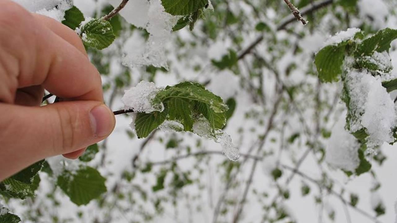 TARSİM'de don teminatı 9 üründen 25 ürüne çıkarıldı