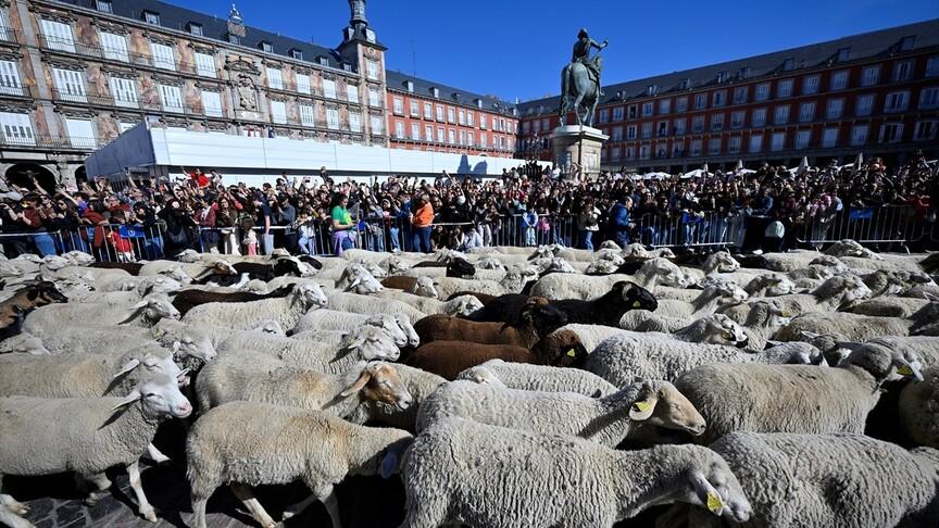 Madrid sokaklarında 1000'den fazla koyun yürüdü