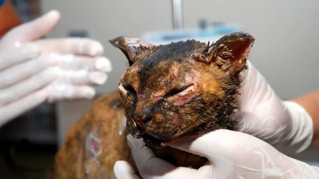 Alevlerin arasında kalan kedi 'Luna', tedaviye alındı