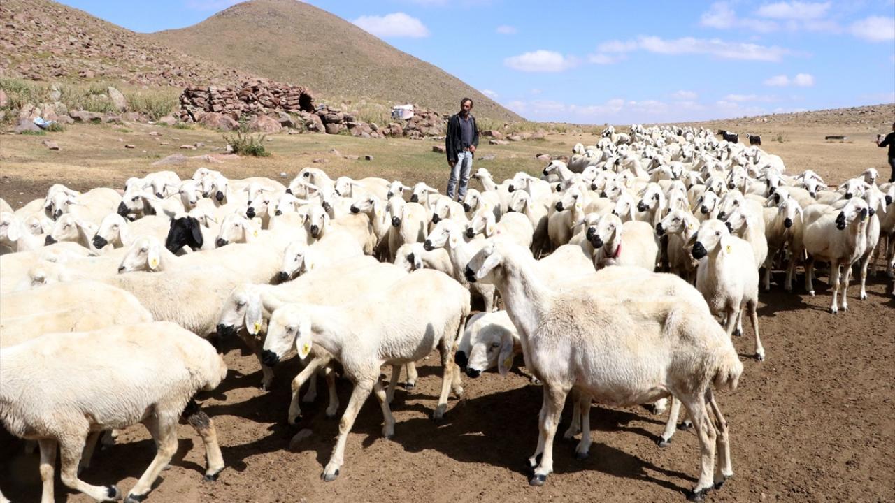 Türkiye büyükbaş ve küçükbaş hayvancılıkta Avrupa'nın zirvesinde